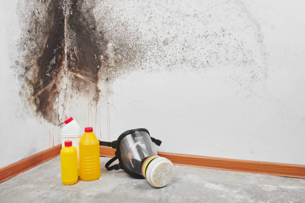 Best Mold Remediation for Specific Building Types in Potomac Park, CA