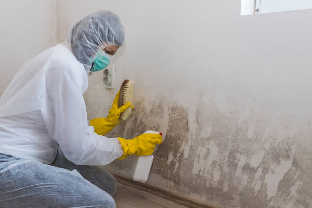 Best Preventive Mold Services in Potomac Park, CA