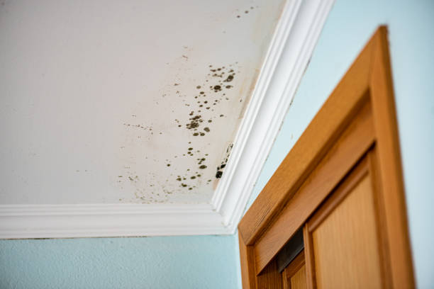 Best Attic Mold Remediation in Potomac Park, CA