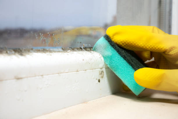 Best Residential Mold Remediation in Potomac Park, CA