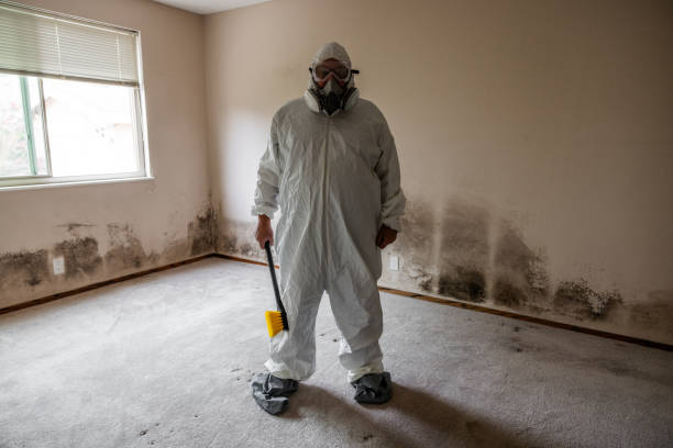 Best Post-Flood Mold Remediation in Potomac Park, CA