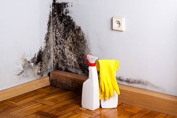 Best White Mold Remediation in Potomac Park, CA