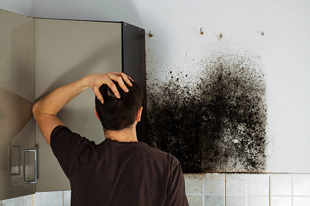 Professional Mold Remediation in Potomac Park, CA