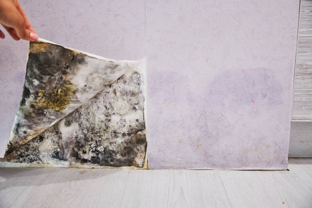 Best Residential Mold Remediation in Potomac Park, CA